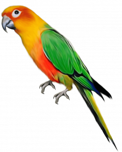 Download Parrot Png Images Download HQ PNG Image | FreePNGImg