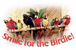About | Smile for the Birdie - Take Pictures with Exotic Birds ...
