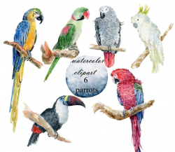 Watercolor parrot clipart, tropical bird, Bird clipart, Digital Download,  Tropical clipart, digital watercolor, macaw, toucan, exotic birds