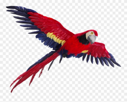 Parrot Clipart Picsart Png - Parrot Flying Png Transparent ...