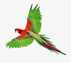 Flying Bird Clipart - Parrot Png #220774 - Free Cliparts on ...