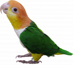 Caiques (Ki-eek), have two species of parrots that are in the genus ...