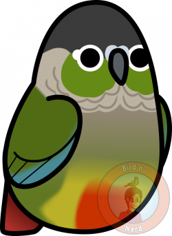Too Many Birds! - Green Cheeked Conure by MaddeMichael on DeviantArt