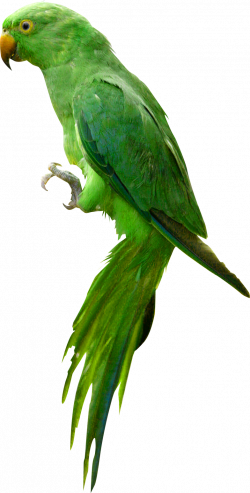 Indian Parrot PNG Image | PNG Mart