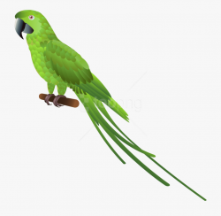 Bird Clipart Parrot - Eagle Parrot And Pigeon #441616 - Free ...