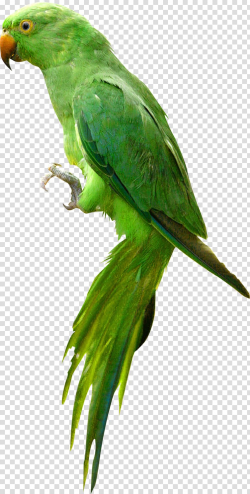 Parrot Bird , Cute Green Parrot transparent background PNG ...