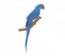 Blue macaw clipart - crazywidow.info