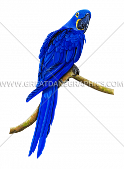 Blue Hyacinth Macaw | Production Ready Artwork for T-Shirt Printing