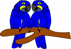 Arara Azul - Hyacinth macaw | Imagens - Animais by Amigo Nicola ...