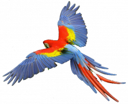 Macaw Scarlet : 7 Nice Parrot Clipart | Biological Science Picture ...