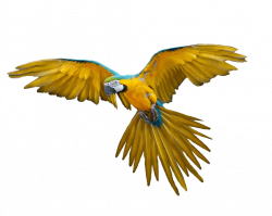 Landing Parrot transparent PNG - StickPNG