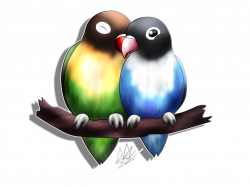 Lovebirds PNG Transparent Free Images | PNG Only