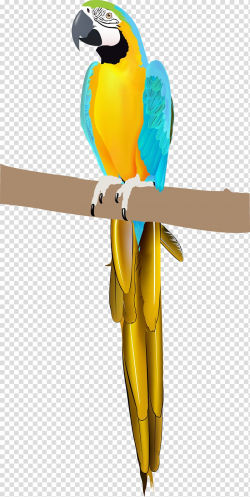 Parrot Bird Parakeet Macaw Vertebrate, macaw transparent ...