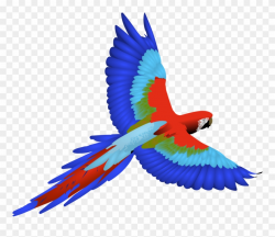 Parrot Clip Art Cartoon Bclipart Free Images - Macaw Clipart ...