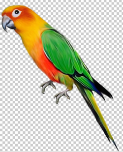 Parrot Bird PNG, Clipart, Beak, Bird, Birds, Clipart, Clip ...