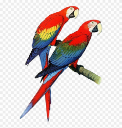 Parrot Clipart, - Hardcover: Parrots Of The World By Forshaw ...