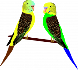 Clipart - Parakeets Illustration