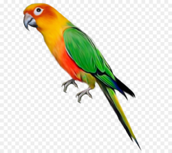 Bird Parrot clipart - Bird, Parrot, Feather, transparent ...