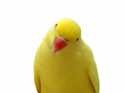 Parrot Icon PNG | Web Icons PNG