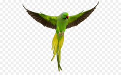 Bird Parrot clipart - Parrot, Bird, Wing, transparent clip art
