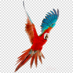 Bird Parrot clipart - Parrot, Bird, Wing, transparent clip art