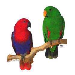 Eclectus pair, digital oil | My Art | Pinterest | Bird, Parrot toys ...