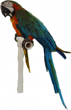 Popular and Trending parrots Stickers on PicsArt