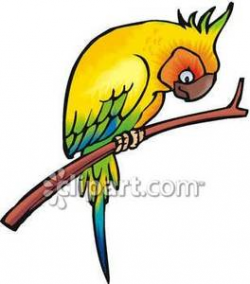 Parrot Looking Down From His Perch - Royalty Free Clipart ...