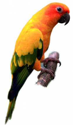 Indian parrot - digitalspace.info