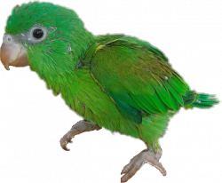 animal verde perico bebe bonito lindo pequeño ave costa...
