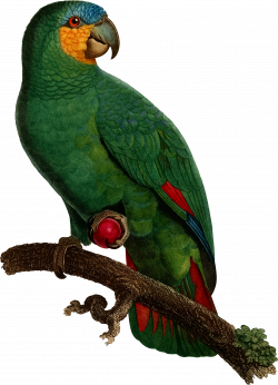 Parrot Clipart perico - Free Clipart on Dumielauxepices.net