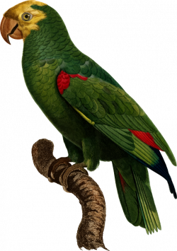 Clipart - Parrot 21