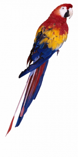Macaw Clipart Perrot - Parrot Png - macaw png, Free PNG ...