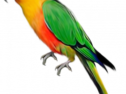 Free Macaw Clipart, Download Free Clip Art on Owips.com