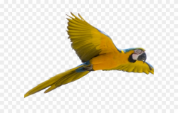 Parrot Clipart Face - Bird Flying Transparent Background ...