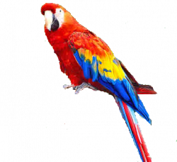 Parrot HD PNG Transparent Parrot HD.PNG Images. | PlusPNG