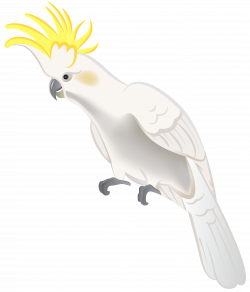 White Parrot PNG Clip Art - Best WEB Clipart