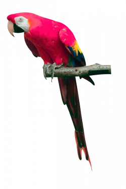 Pink parrot PNG | Animal PNG | Pinterest | Animal
