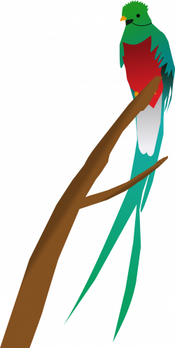 Clipart - Quetzal