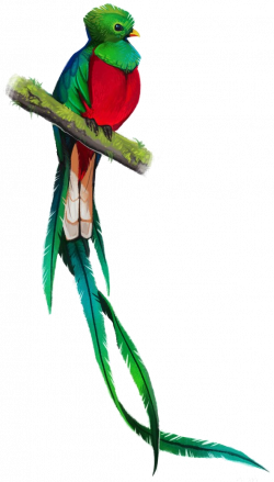 Quetzal PNG (592×1040) | Digital Wonders | Pinterest | Strange animals