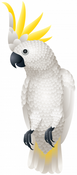Kakadu Parrot PNG Clip Art Image | Gallery Yopriceville - High ...