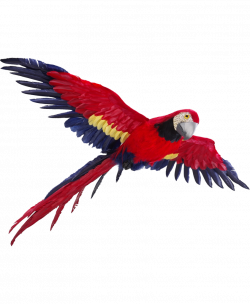 Flying Parrot PNG Photos - peoplepng.com