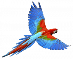 parrot png - Free PNG Images | TOPpng
