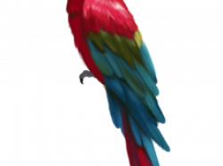 Free Realistic Clipart peacock, Download Free Clip Art on ...