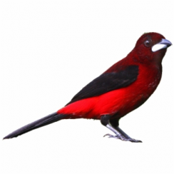 Realistic Parrot Bird Clipart Png - Parrot Bird Clipart ...