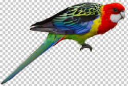 Parrot Bird Budgerigar Eastern Rosella Crimson Rosella PNG ...