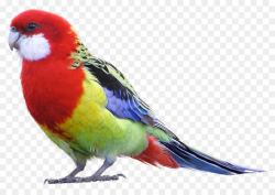 Bird Parrot clipart - Parrot, Bird, Pet, transparent clip art