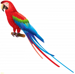 Parrot Png Clipart Best Web Clipart Parrot Pictures | CelebsWallpaper