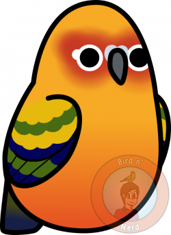 Too Many Birds! - Sun Conure by MaddeMichael on DeviantArt