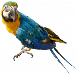 Large Parrot PNG Clipart | Gallery Yopriceville - High-Quality ...